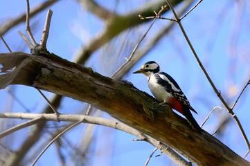 young woodpecker on the trunk