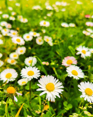 Obraz na płótnie Canvas Spring meadow flowers on green grass