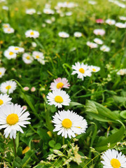 Obraz na płótnie Canvas Spring meadow flowers on green grass
