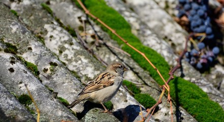 sparrow on the roof