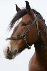 portrait of a horse in a field