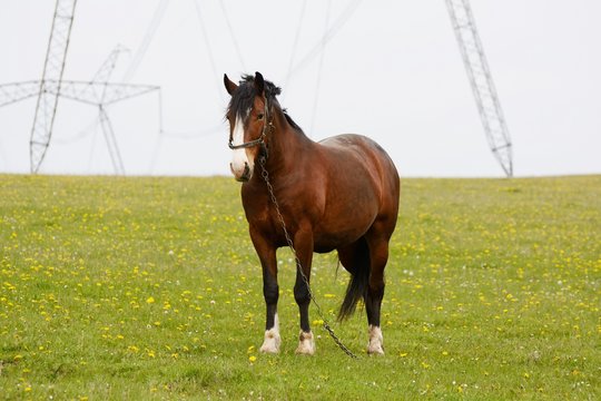 beautiful horse on field