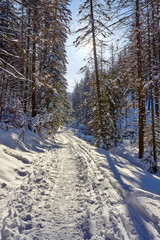Mountain trail in Mala Laka Valley (Dolina Małej Łąki) nearby Zakopane in Tatra mountains.