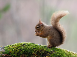 Red squirrel, Sciurus vulgaris