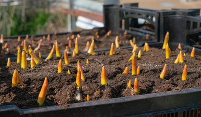 Obraz premium tulips bulbs in the box 