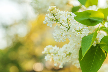 Beautiful smell white lilac blossom flowers in spring time. Close up macro twigs of lilac selective focus. Inspirational natural floral blooming garden or park. Ecology nature landscape.