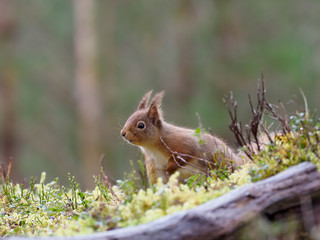 Red squirrel, Sciurus vulgaris