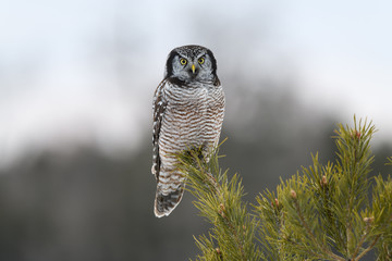 Northern Hawk Owl Perched on Top of Pine Tree in Winter