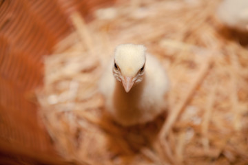 Obraz premium Turkey chicken in a basket