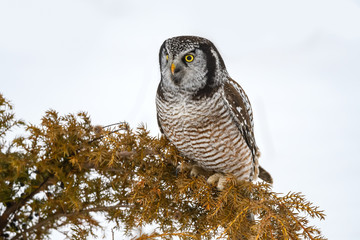 Northern Hawk Owl  Closeup Portrait in Winter