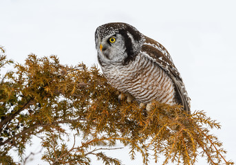 Northern Hawk Owl  Closeup Portrait in Winter