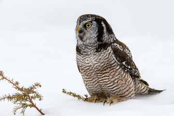 Northern Hawk Owl Sitting on Snow, Closeup Portrait in Winter
