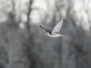 Northern Hawk Owl in Flight