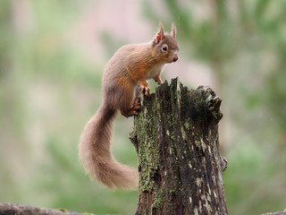 Red squirrel, Sciurus vulgaris
