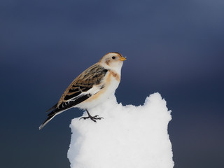 Snow bunting, Plectrophenax nivalis