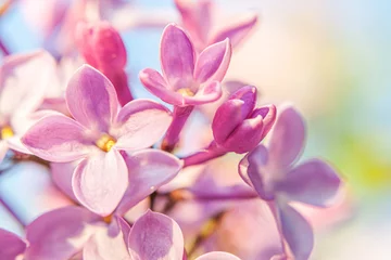  Beautiful smell violet purple lilac blossom flowers in spring time. Close up macro twigs of lilac selective focus. Inspirational natural floral blooming garden or park. Ecology nature landscape © Юлия Завалишина