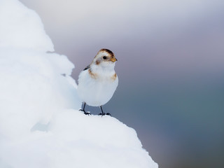 Snow bunting, Plectrophenax nivalis