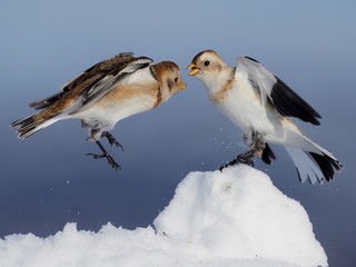 Snow bunting, Plectrophenax nivalis