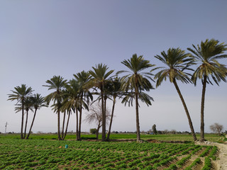 Naklejka premium Pictures of wonderful palm trees