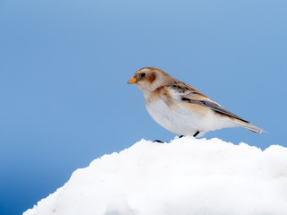Snow bunting, Plectrophenax nivalis