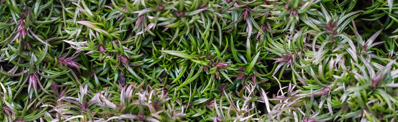 Green background of long spreading stems, foliage and buds of Creeping Phlox flowers in the garden