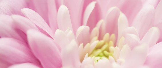 Fototapeta premium Abstract floral background, pink chrysanthemum flower. Macro flowers backdrop for holiday brand design