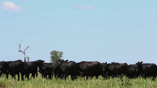 Agribusiness - Brangus Black Cattle, in natural pasture, Angus cattle, highly genetic bulls in Brazil - Livestock