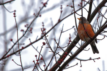 American Robin 0331