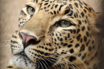 Leopard portrait