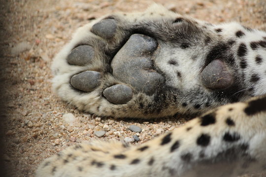 Paw of Leopard