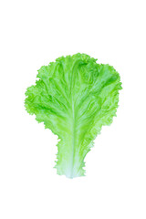 Salad leaf. Lettuce isolated on white background with clipping path