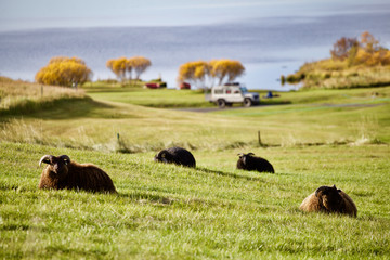 A flock of sheep lay down on the green field in sunny day with background of lake and trees in autumn.