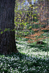 Naklejka premium wood anemone in park