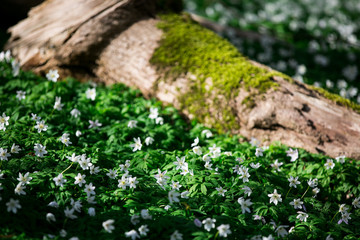 wood anemone in park