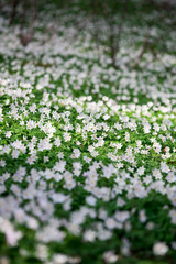 wood anemone in park