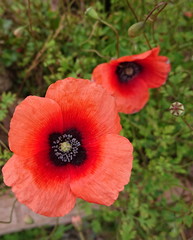 Fototapeta premium Random