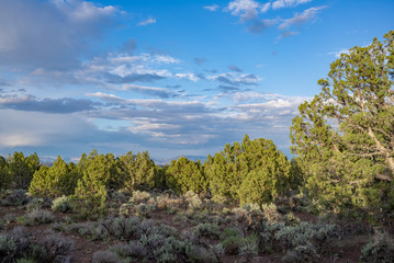 A dense Utah Juniper woodland (Juniperus osteosperma) under pretty partly cloudy skies with an understory of sagebrush in White Pine County, Egan Range, Eastern Nevada.