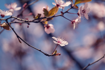 Close-up of Cherry Blossoms