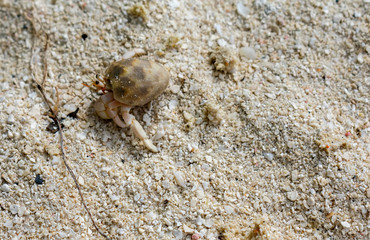 North Malé Atoll, Maldives - December 29 2019 - A small hermit crab on the Maldivian beach