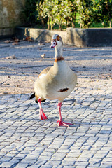 Wild goose walking on the stone bridge on background of green