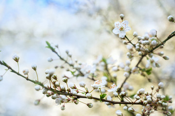 Fototapeta premium Beautiful blooming cherry plum branches (Prunus cerasifera) with small white flowers in spring or Easter time, copy space