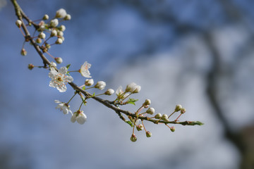 Blossoming cherry plum tree (Prunus cerasifera) with small white flowers in spring or Easter time against a blue sky, copy space