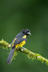 Black-cowled Oriole (Icterus prosthemelas) perched on moss branch with green background.