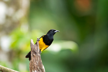 Fototapeta premium Black-cowled Oriole (Icterus prosthemelas) perched on moss branch with green background.