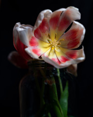 flower on black background