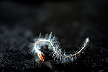Flauschige Waldrebensamen