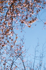 Spring Cherry blossoms, pink flowers.