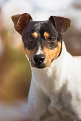 Bodeguero Andaluz purebred dog looking at the camera, head portrait, natural background.