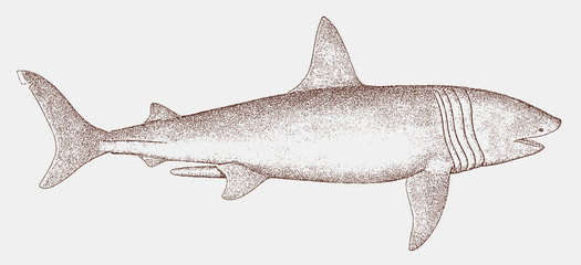 Obraz premium Endangered basking shark, cetorhinus maximus in side view