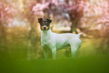 Purebred dog Bodeguero Andaluz looking at the camera, enjoying spring posing in the park, natural background. Horizontal with copy space
